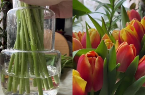 Як доглядати за тюльпанами, щоб довше стояли