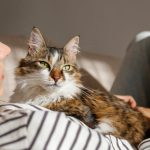 Коти знижують ризик інфаркту