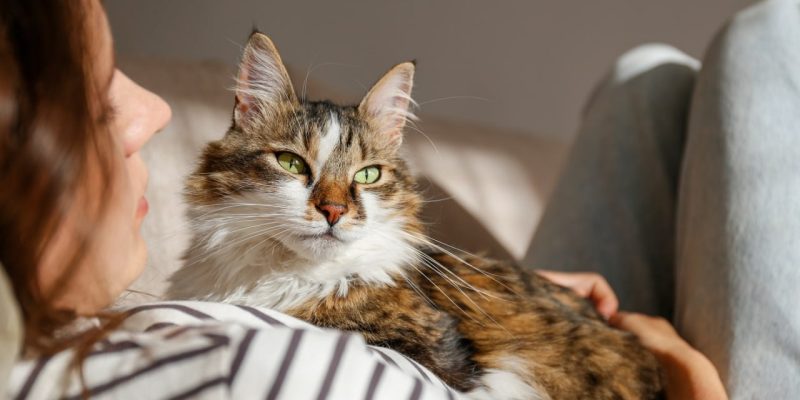 Коти знижують ризик інфаркту 