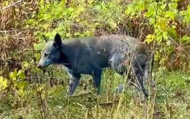 Собаки з синьою шерстю з’явились у Чорнобилі