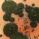 На ЧАЕС грибок «живиться» радіацією