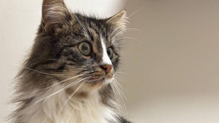 Стерилізація кішки. Коли вже варто?