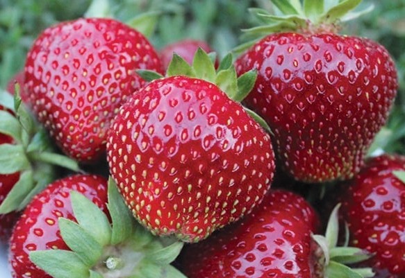 Як стати «полуничним» фермером в Україні: покрокова інструкція для старту