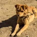 Собака на ланцюгу – шлях до адмінвідповідальності