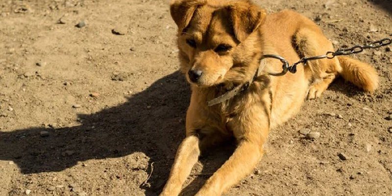 Собака на ланцюгу – шлях до адмінвідповідальності