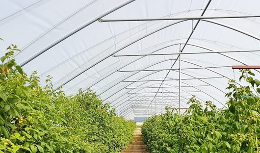 Как правильно выбирать туннельные теплицы