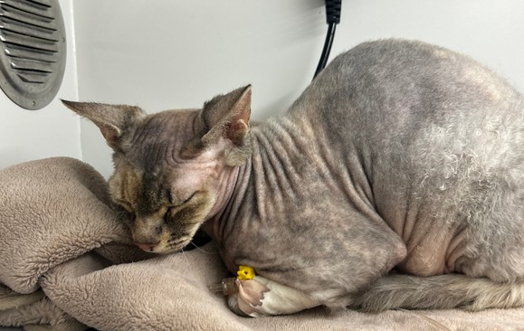 Дерматологічні патології у котів і собак