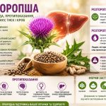 Расторопша: користь, шкода, протипоказання, вплив на печінку, тиск і кров