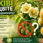 Чому ківі не цвіте і не плодоносить: головні причини