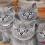За продаж кошенят без ФОП загрожує штраф до 85 тис. грн