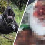 У Борисполі собаки породи кане-корсо загризли 79-річну жінку