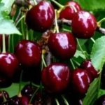 Черешня в Україні може подешевшати вдвічі вже у червні