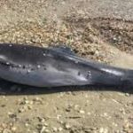 На узбережжі Чорного моря за місяць знайшли 56 загиблих дельфінів