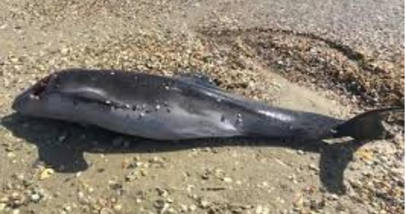 На узбережжі Чорного моря за місяць знайшли 56 загиблих дельфінів