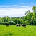 Штраф за бур’яни на ділянці: коли власник землі несе відповідальність