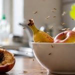 Чого бояться мошки: як позбутися дрібних комах у домі та на ділянці