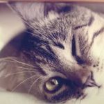 Вчені пояснили, як коти демонструють прихильність до людини
