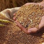 Світові ціни на пшеницю впали через прогнози врожаю в Чорномор’ї