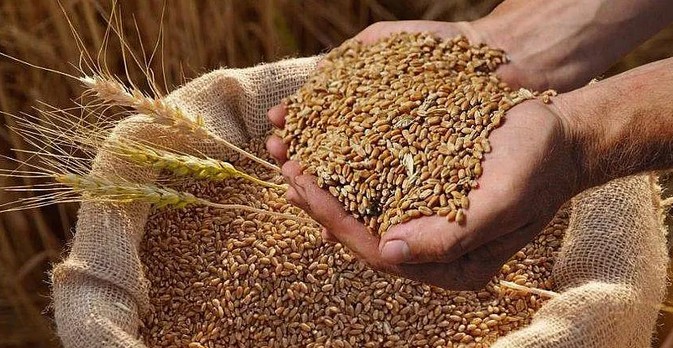 Світові ціни на пшеницю впали через прогнози врожаю в Чорномор’ї