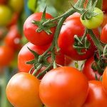 Вчені закликають частіше включати помідори до літнього раціону