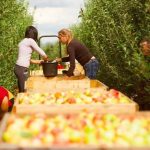 Продавців власної продукції обкладуть податками