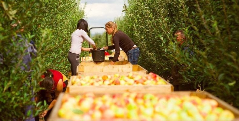 Продавців власної продукції обкладуть податками 