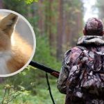 UAnimals закликала повністю заборонити полювання в Україні