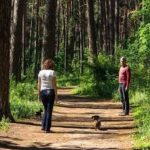 Лісові прогулянки стали глобальним wellness-трендом