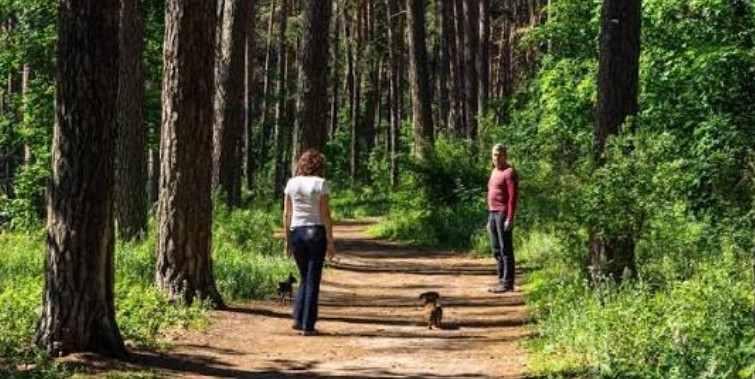 Лісові прогулянки стали глобальним wellness-трендом 
