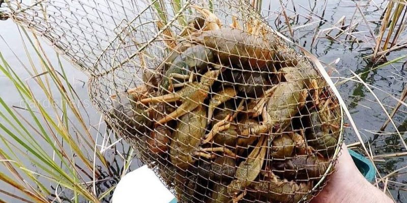 В Україні заборонять ловити раків: штраф 3332 грн за одного 