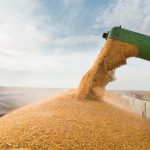 НБУ збільшив строки розрахунків за агропродукцію до 150 днів