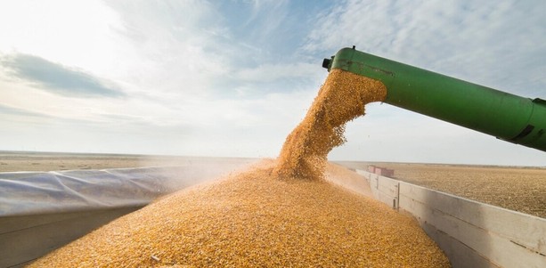 НБУ збільшив строки розрахунків за агропродукцію до 150 днів 