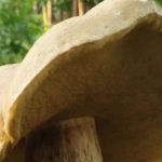 Гриб-велетень на Волині: жінка знайшла боровик вагою 752 грами