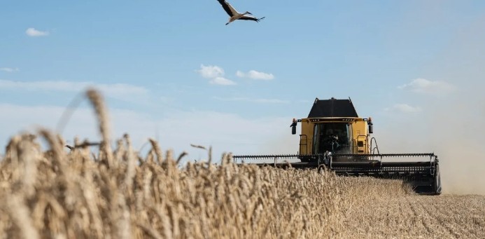 Війна та спека посилюють ризик глобальної продовольчої кризи 
