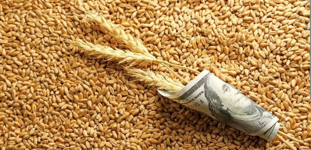 FT попередила про ризик світової зернової кризи 