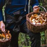 За збір грибів можна отримати штраф до 3655 гривень