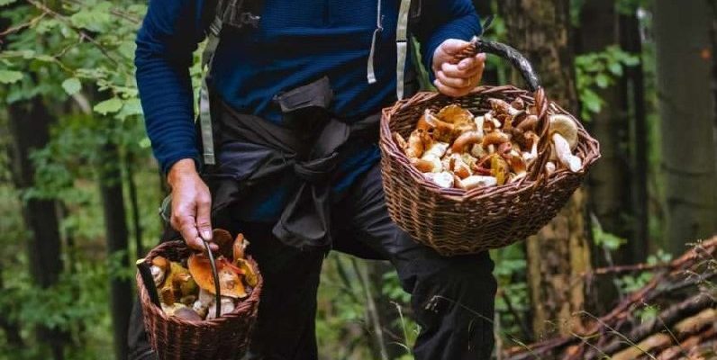За збір грибів можна отримати штраф до 3655 гривень 