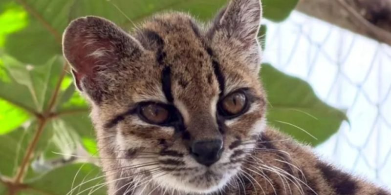 У Болівії відкрили новий вид дикої кішки: вперше за 100 років 