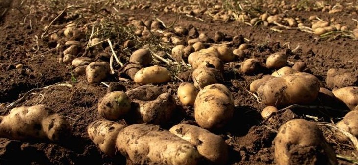 Картопля в Україні подешевшала: скільки коштує кілограм 
